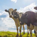 filiera: mucche e vitelloni